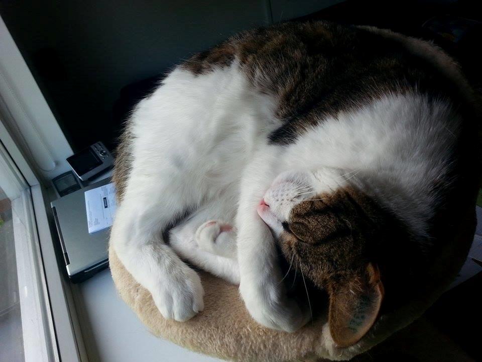 Huskat Zumba billede 5