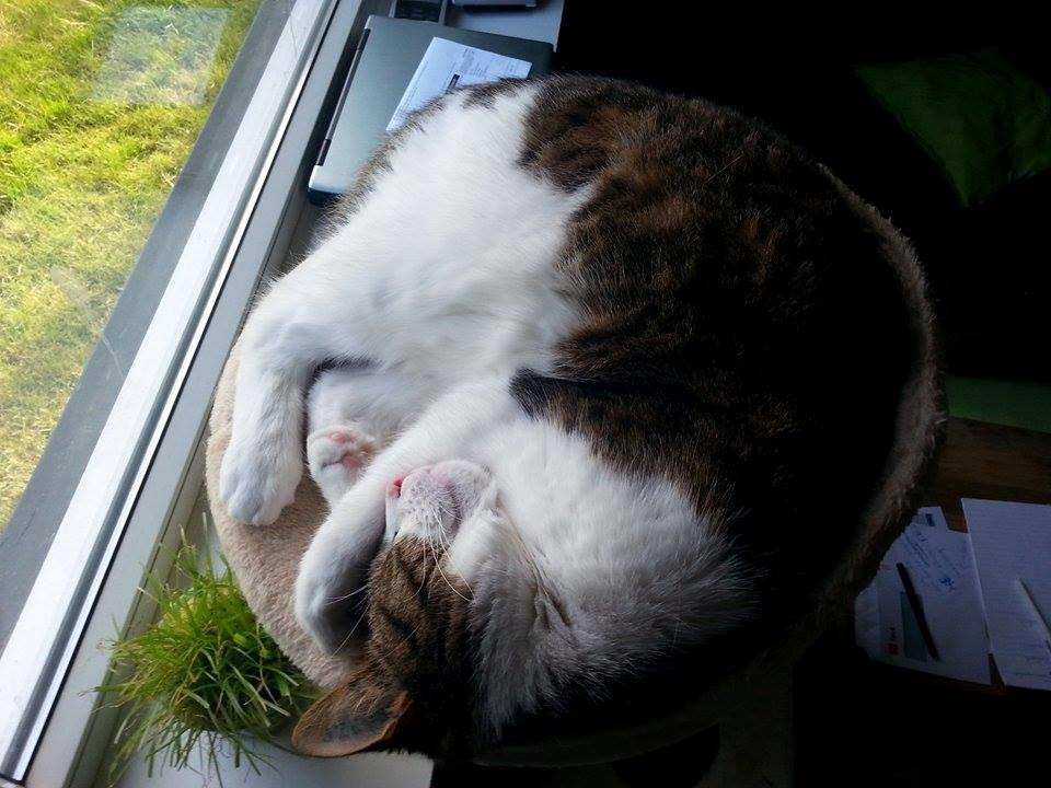 Huskat Zumba billede 6