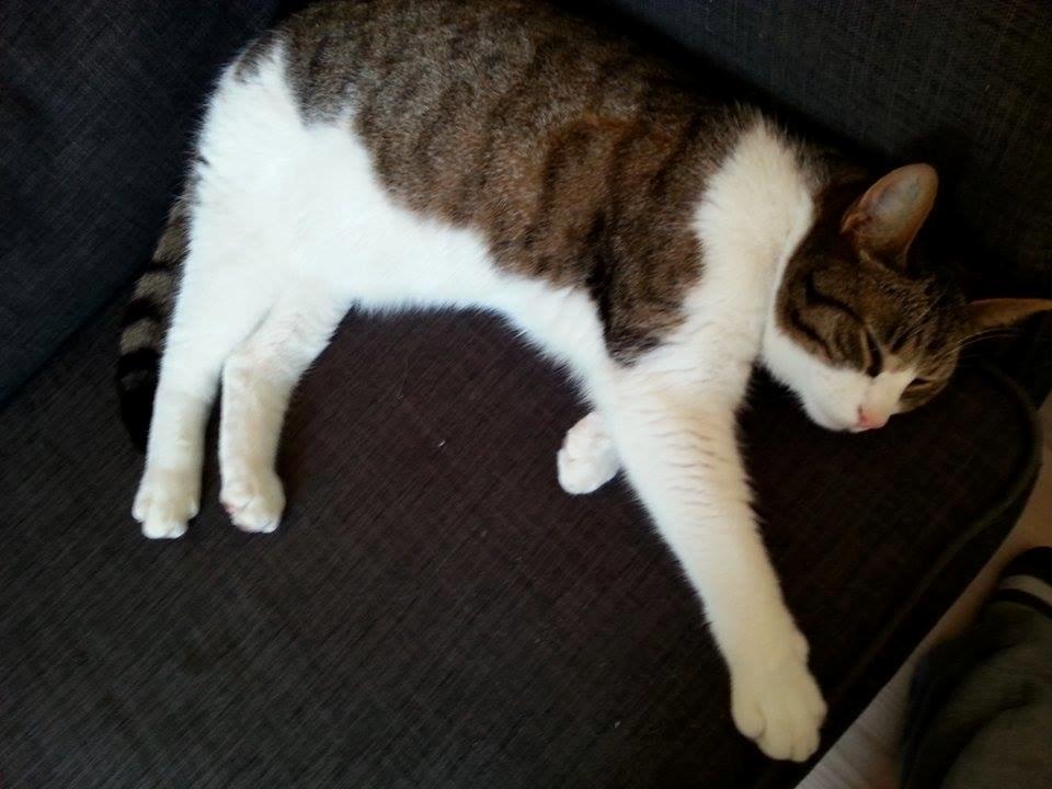 Huskat Zumba billede 7