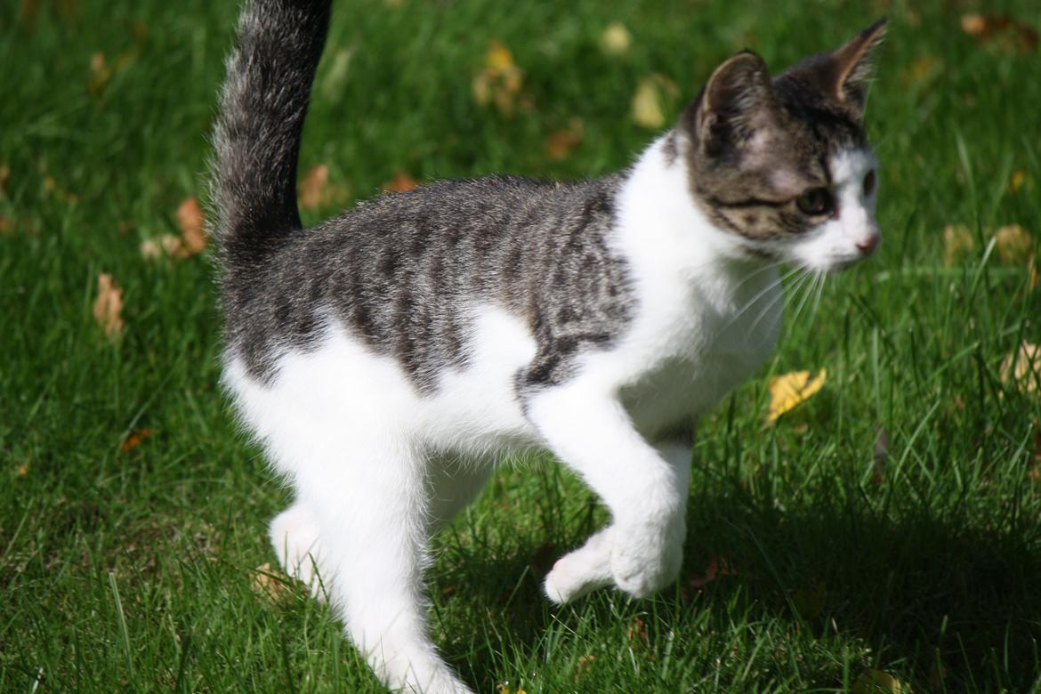 Blanding af racer LINDA<3 *Sov sødt min skat :-'(<3* billede 4