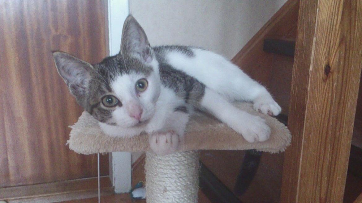 Blanding af racer LINDA<3 *Sov sødt min skat :-'(<3* billede 6