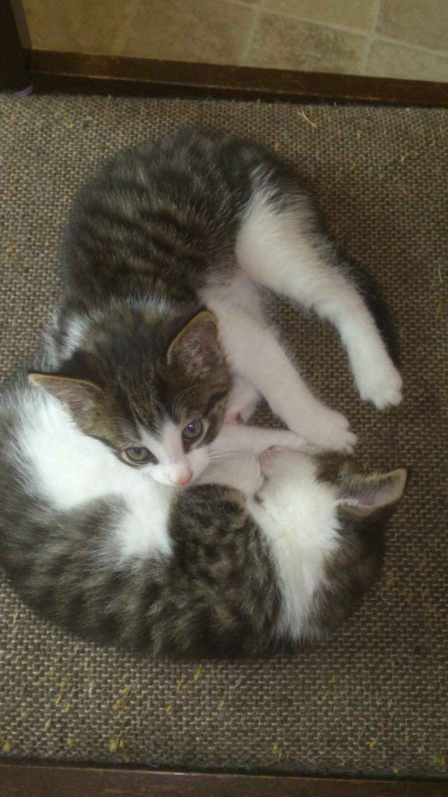 Blanding af racer LINDA<3 *Sov sødt min skat :-'(<3* - Putter med bror :-) billede 7