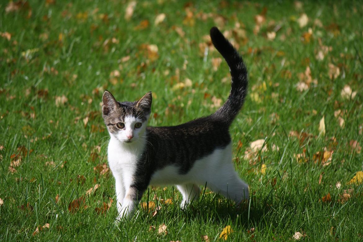 Blanding af racer LINDA<3 *Sov sødt min skat :-'(<3* billede 8