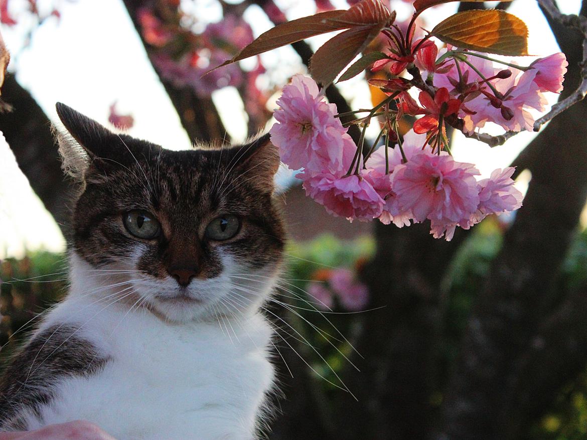 Manx ~ Frida AkA. Mis billede 29