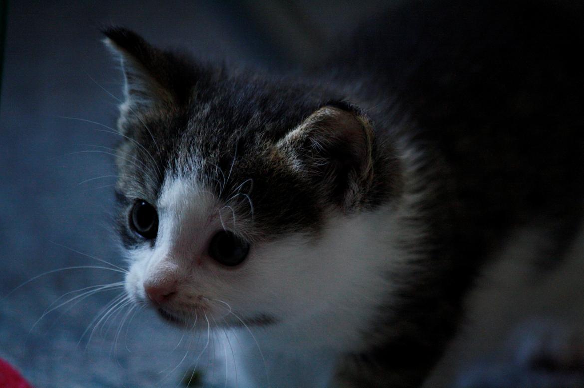 Blanding af racer LINDA<3 *Sov sødt min skat :-'(<3* billede 5