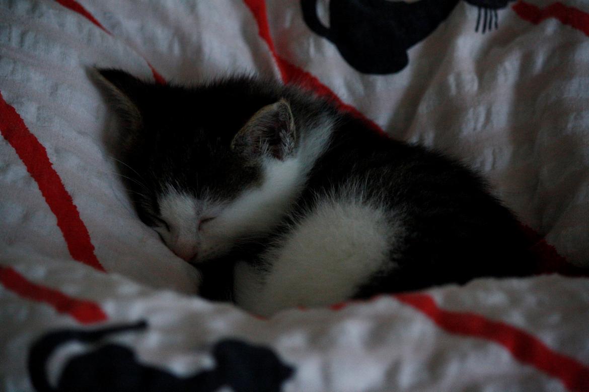 Blanding af racer LINDA<3 *Sov sødt min skat :-'(<3* billede 10