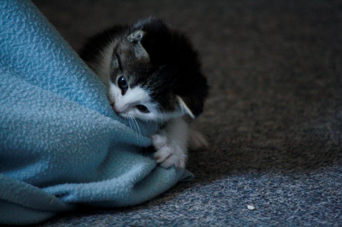 Blanding af racer LINDA<3 *Sov sødt min skat :-'(<3* billede 3