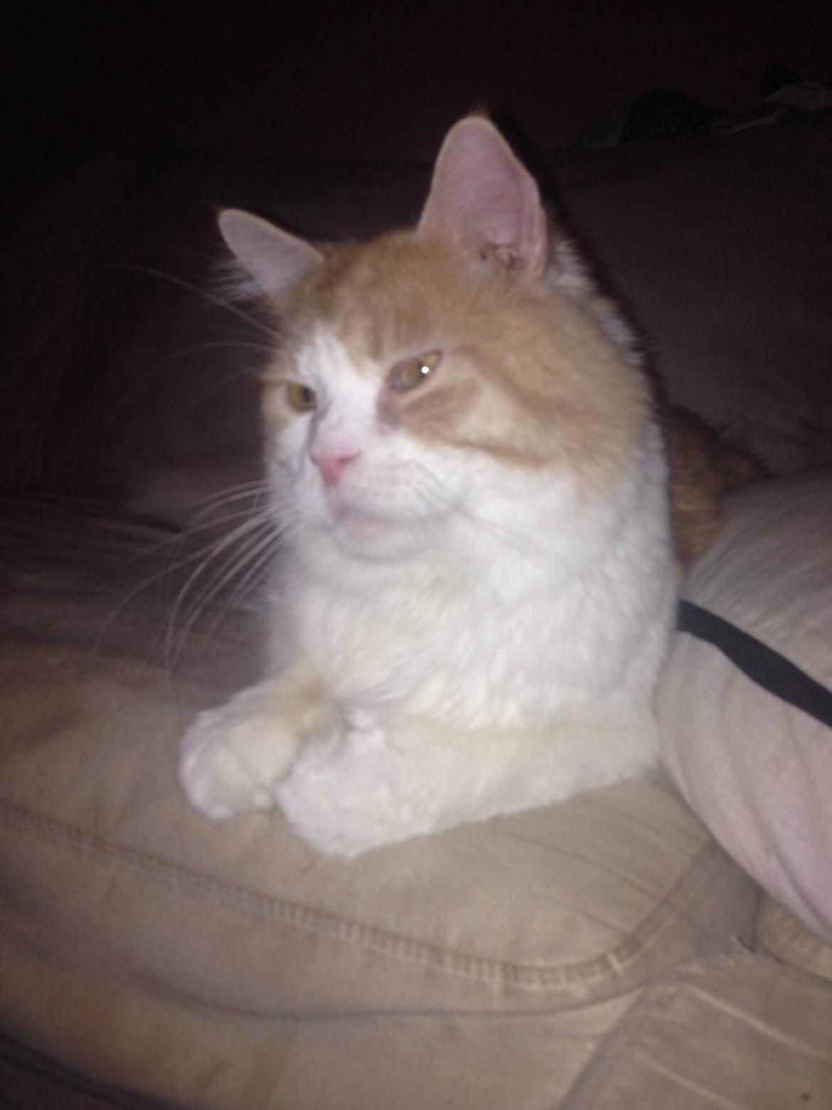 Maine Coon Piw viv billede 1