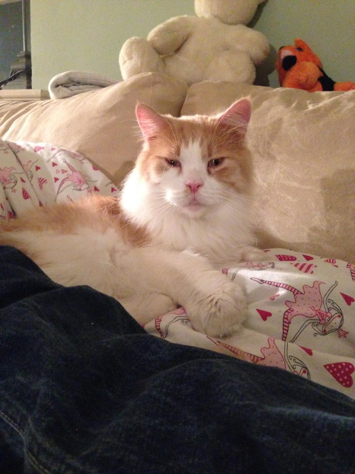 Maine Coon Piw viv billede 2