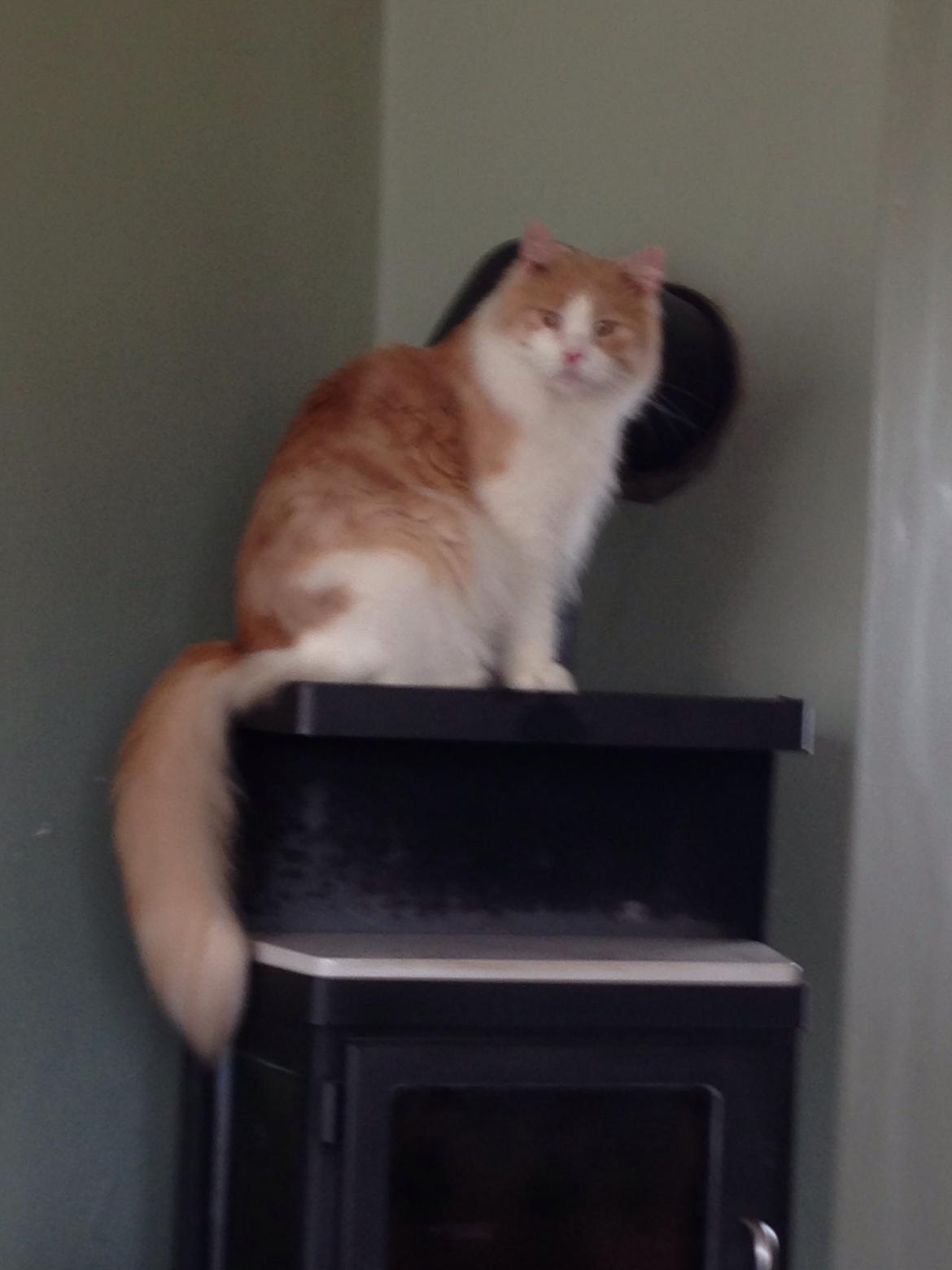 Maine Coon Piw viv billede 3