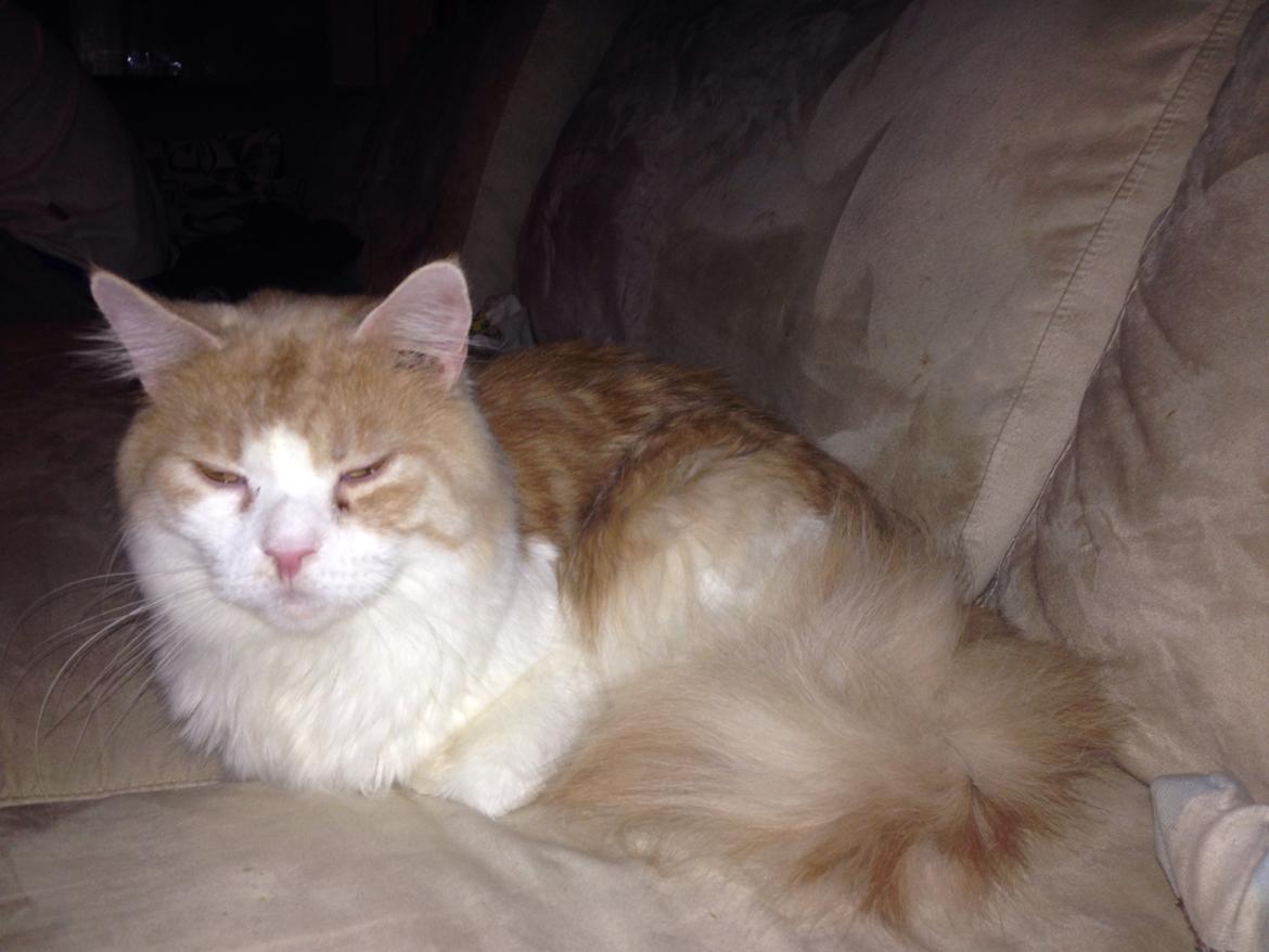 Maine Coon Piw viv billede 4