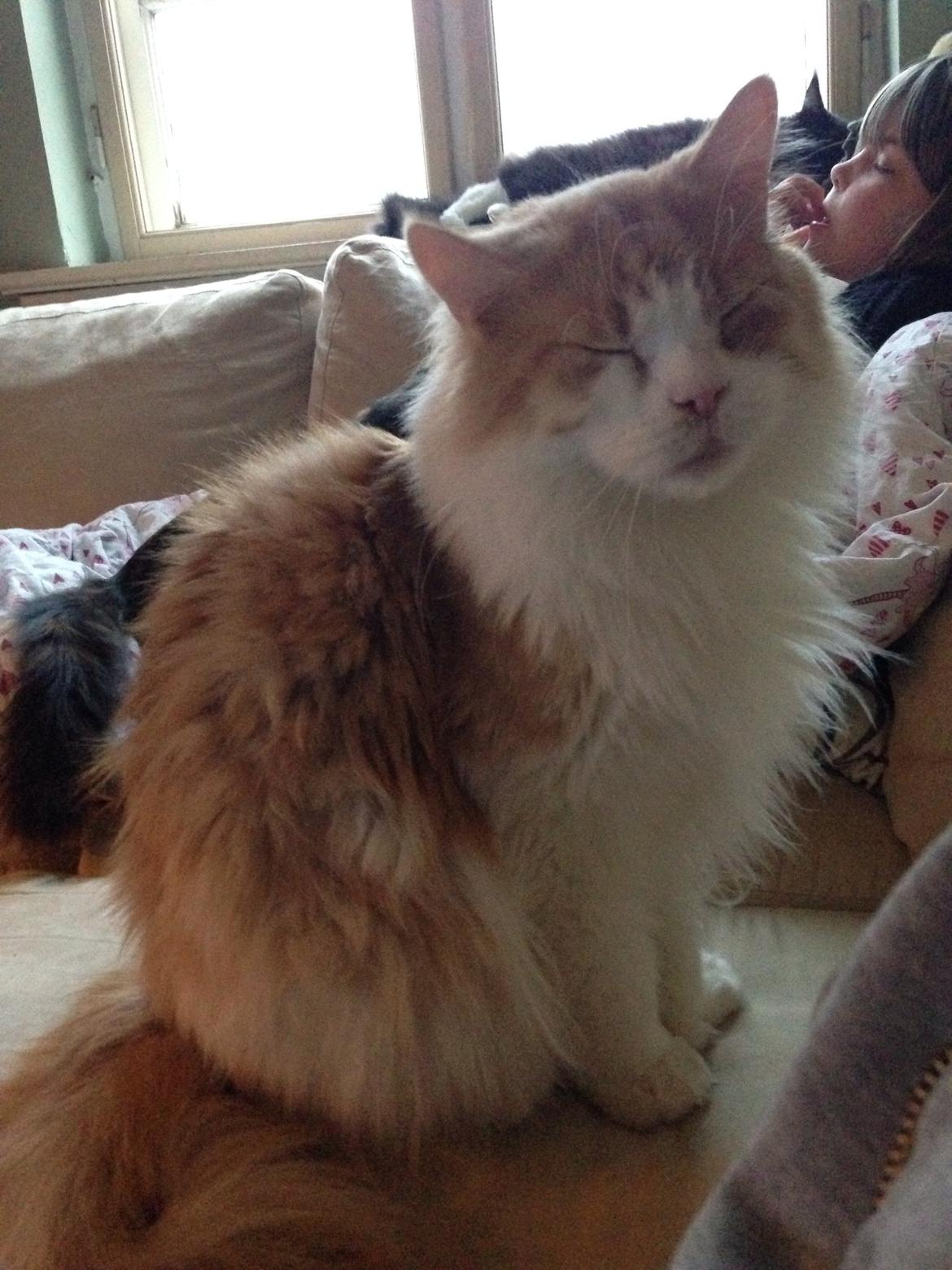 Maine Coon Piw viv billede 5