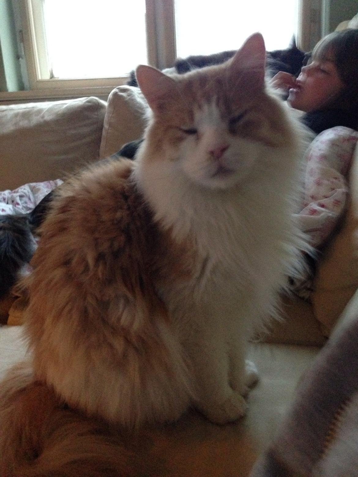 Maine Coon Piw viv billede 6