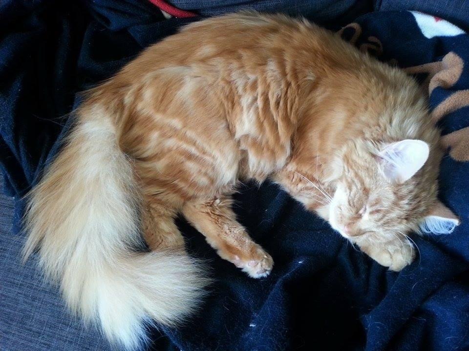 Blanding af racer Zimba billede 5