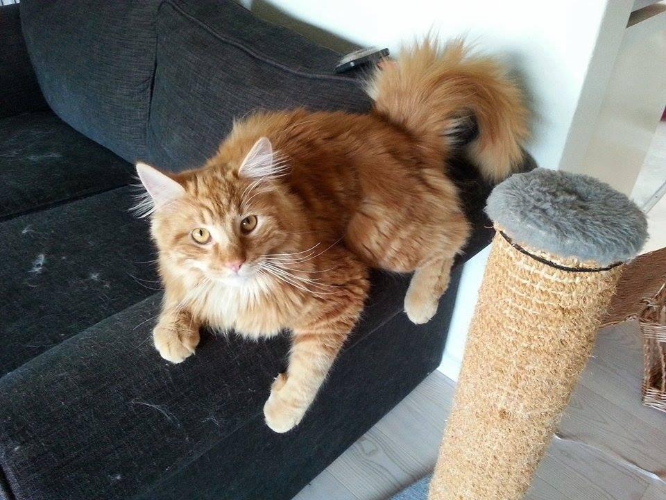 Blanding af racer Zimba billede 6