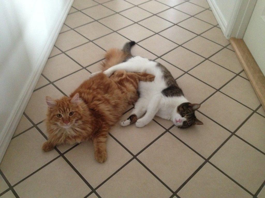 Blanding af racer Zimba billede 7