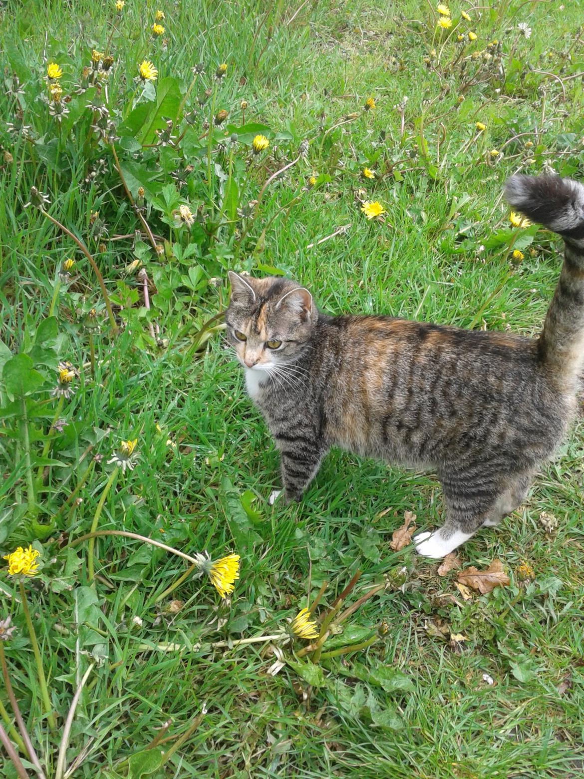 Huskat pus (mit et og alt) <3 - elsker det billede billede 2