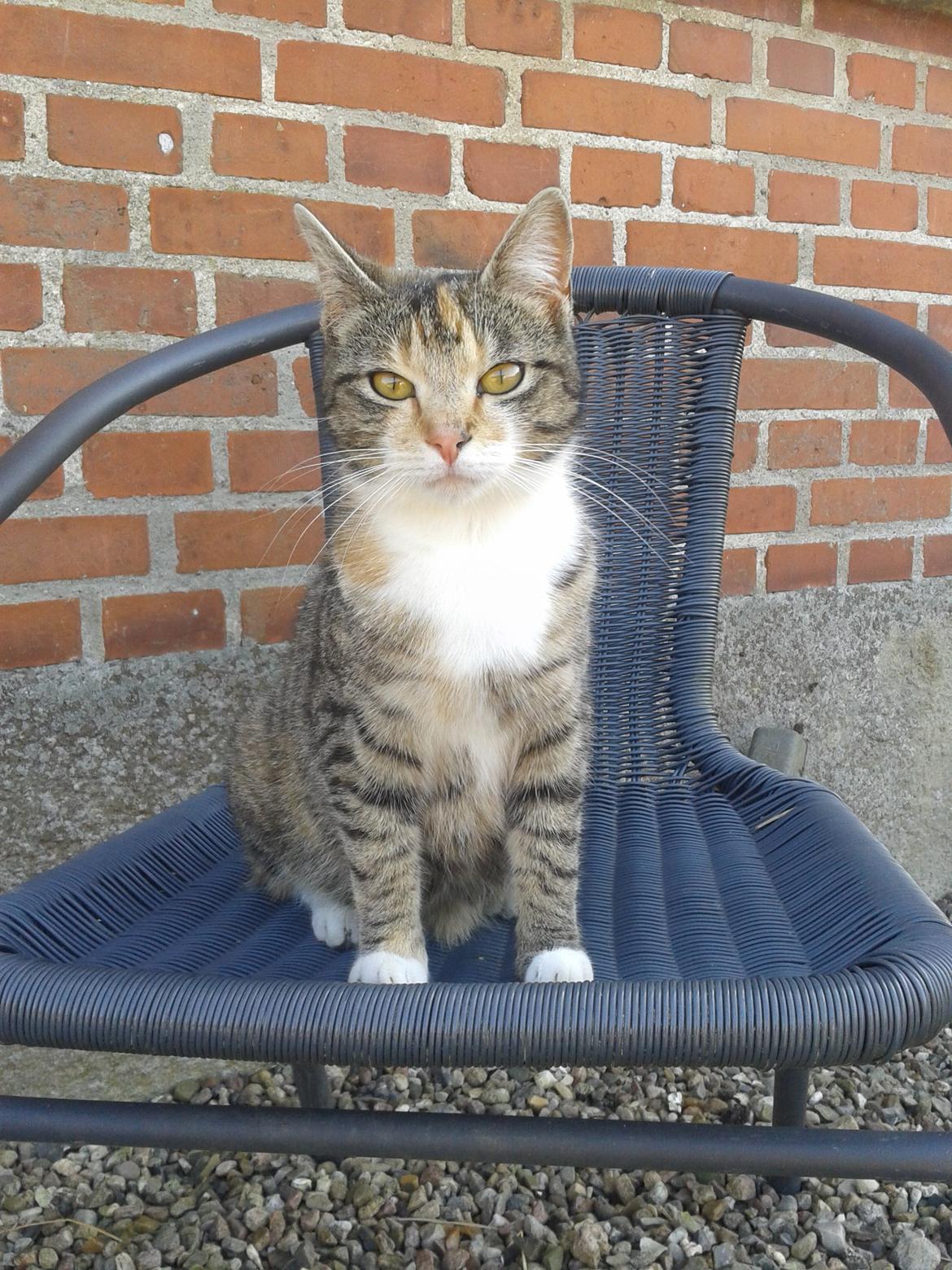 Huskat pus (mit et og alt) <3 billede 9