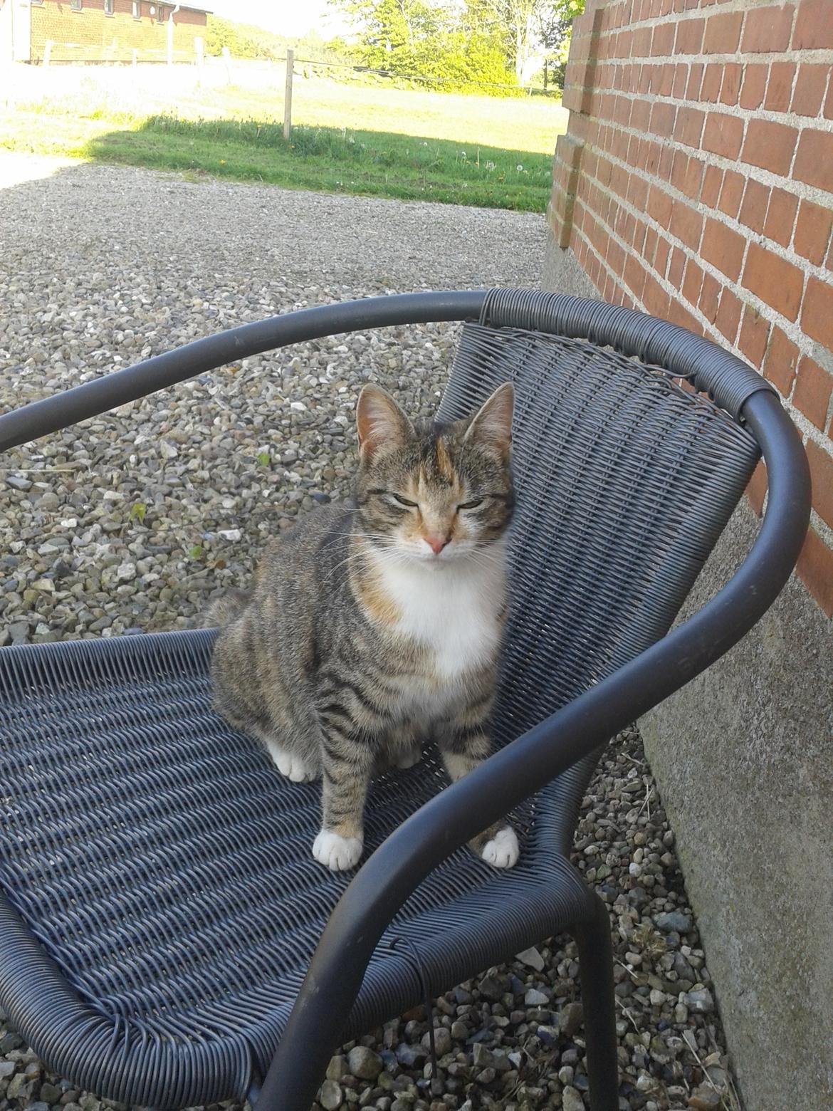 Huskat pus (mit et og alt) <3 billede 10