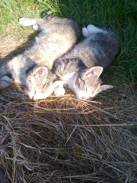 Huskat pus (mit et og alt) <3 - trille og hendes søster hvor de er 2 månder gammel  billede 11