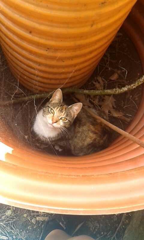 Huskat pus (mit et og alt) <3 - hun har det med at sidde alle mulige steder  billede 12