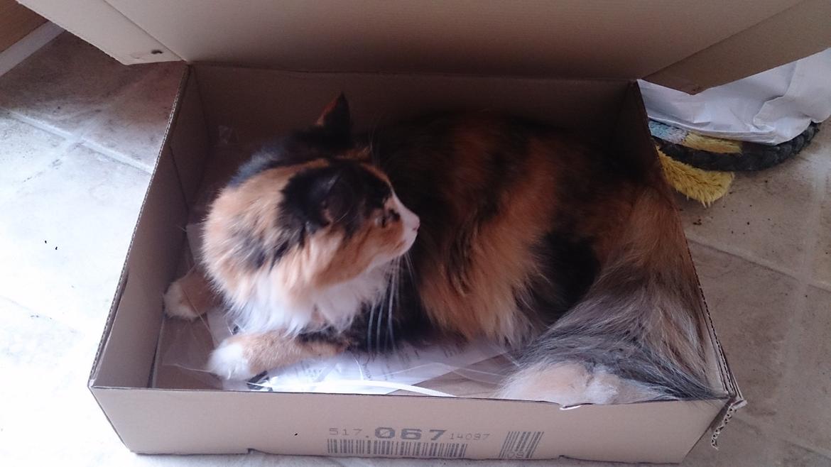 Blanding af racer Tiger billede 6