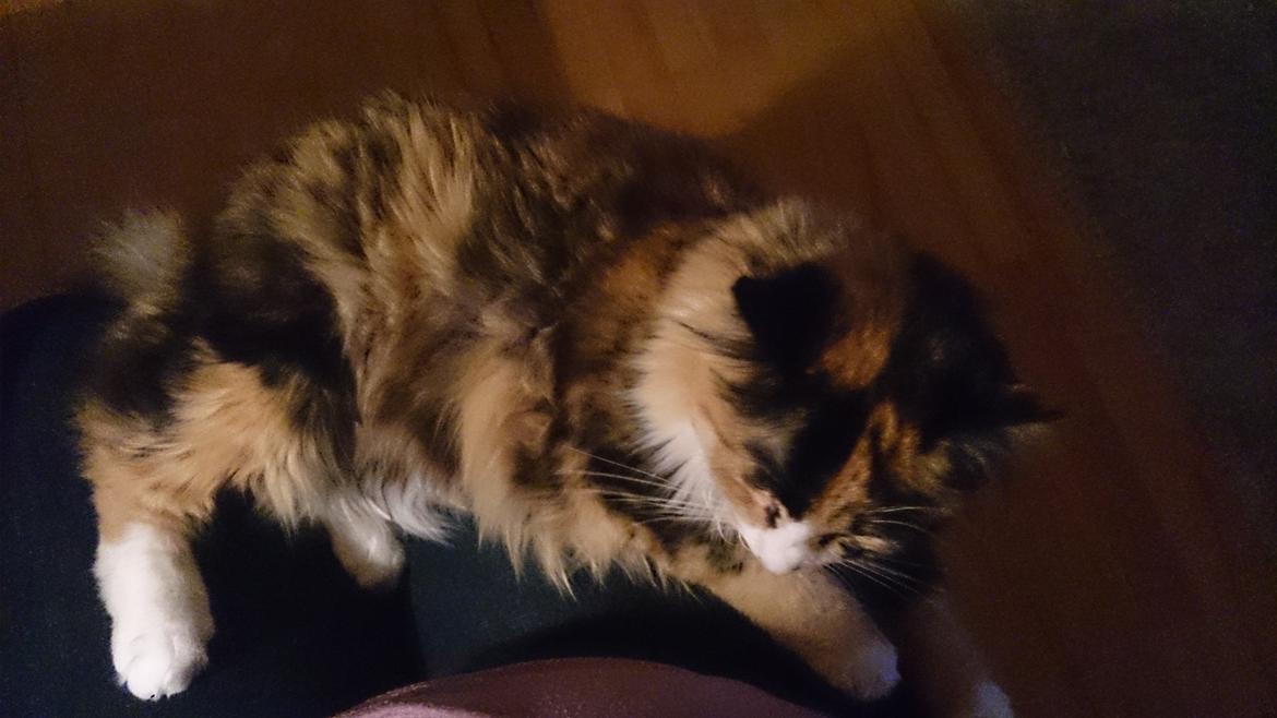 Blanding af racer Tiger billede 7