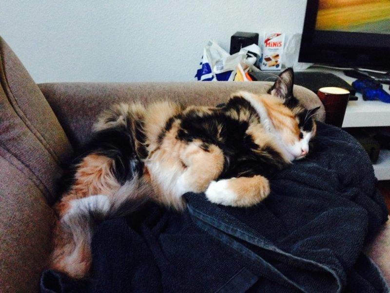 Blanding af racer Tiger billede 5