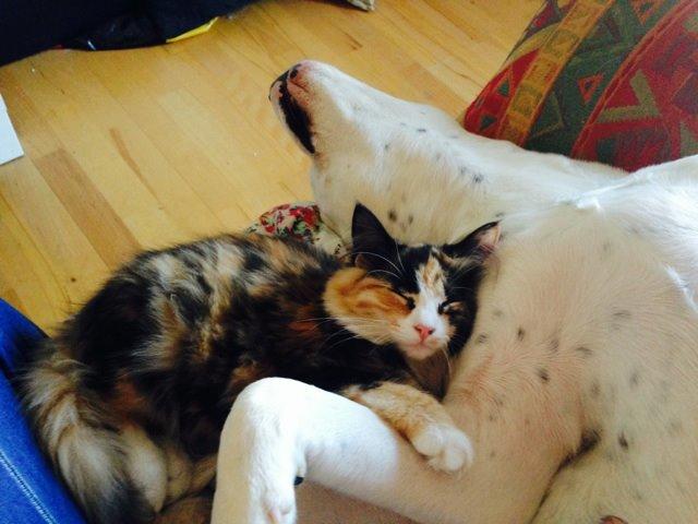 Blanding af racer Tiger billede 8