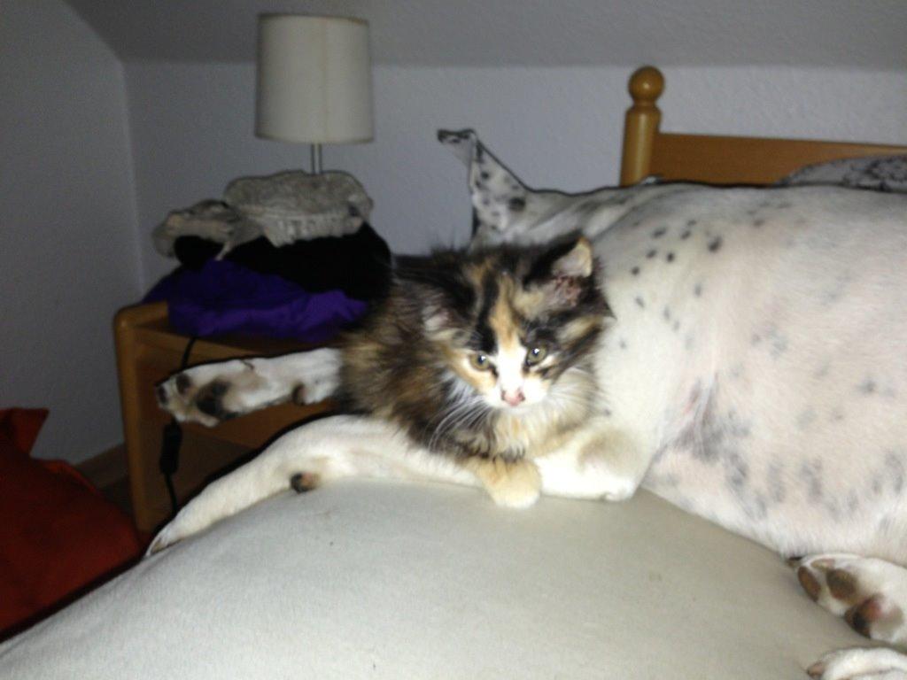 Blanding af racer Tiger billede 1