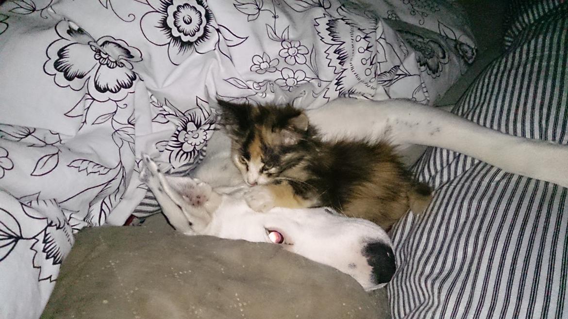 Blanding af racer Tiger billede 4