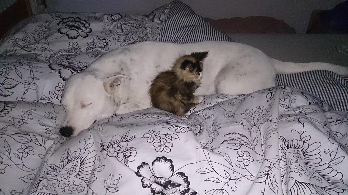 Blanding af racer Tiger billede 3