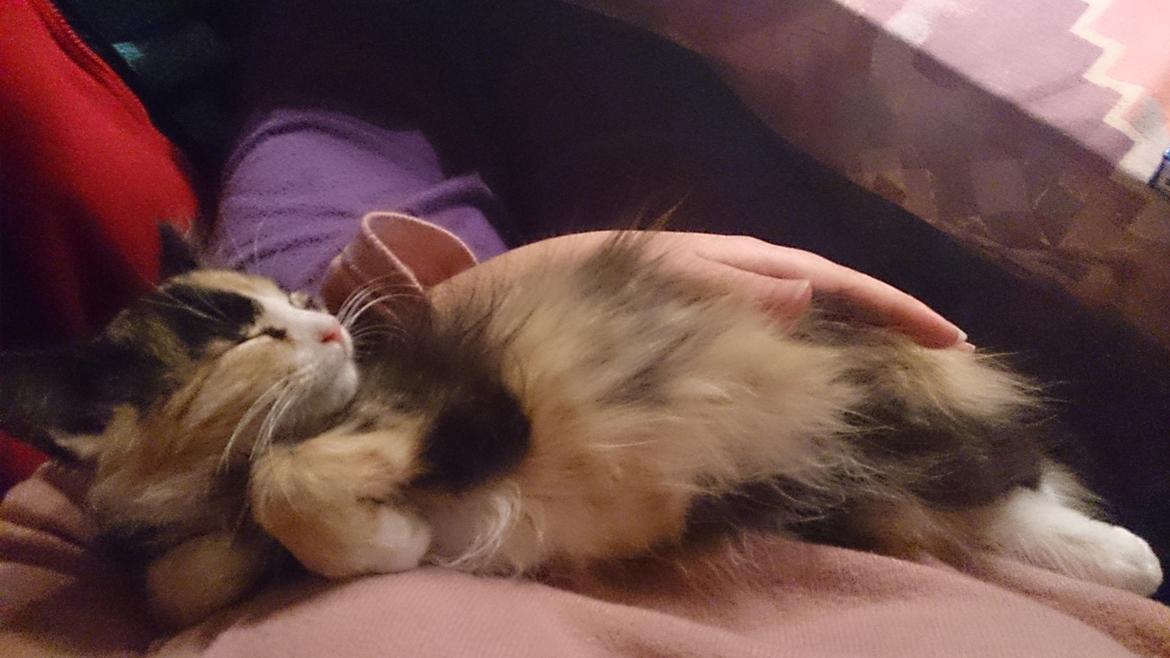 Blanding af racer Tiger billede 9