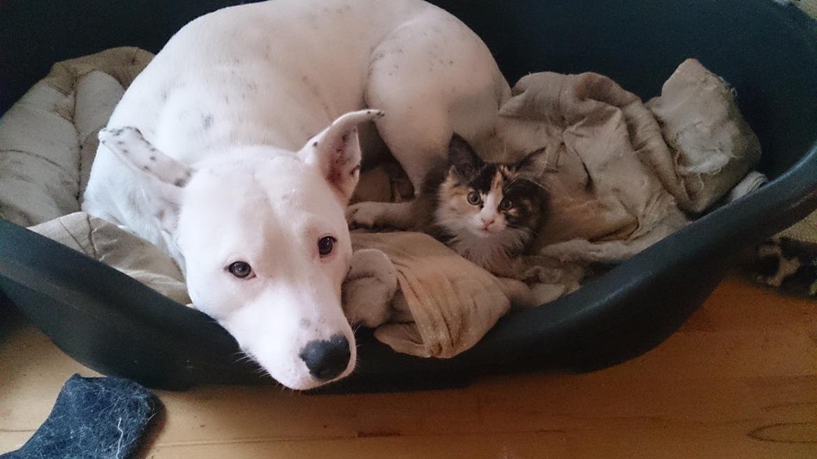 Blanding af racer Tiger billede 10