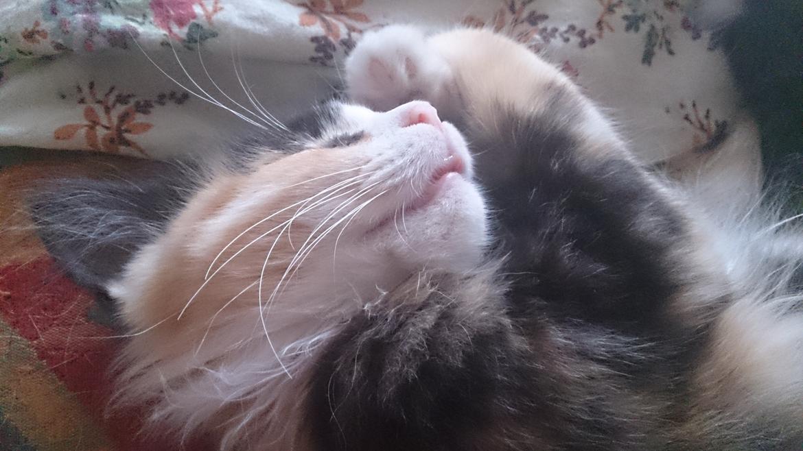 Blanding af racer Tiger billede 11