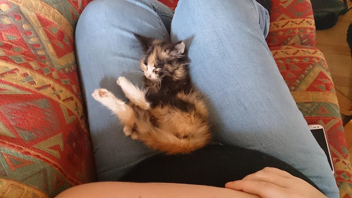 Blanding af racer Tiger billede 2