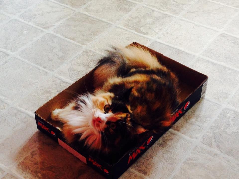 Blanding af racer Tiger billede 12