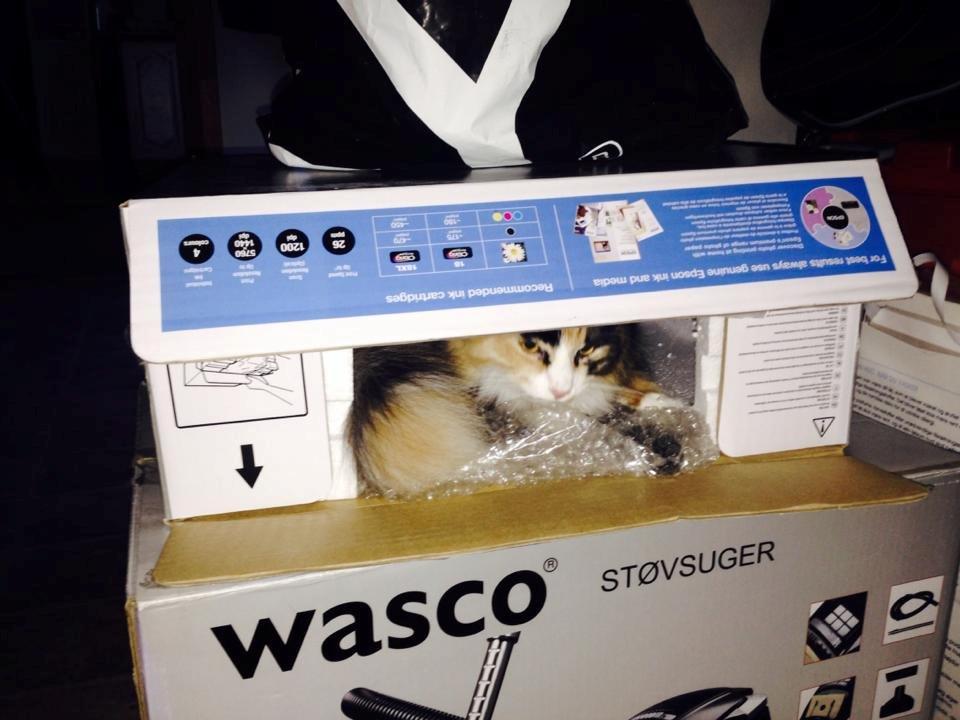 Blanding af racer Tiger billede 14