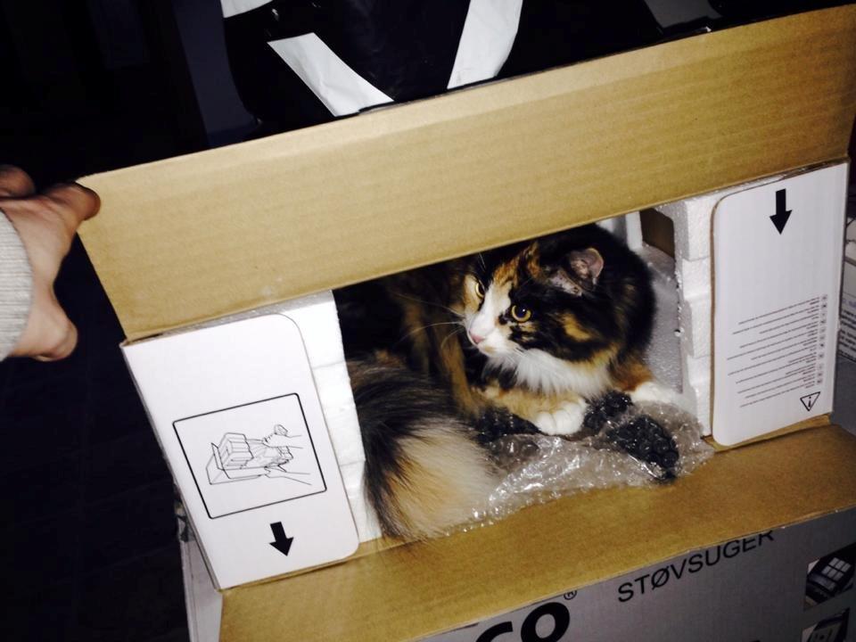 Blanding af racer Tiger billede 13