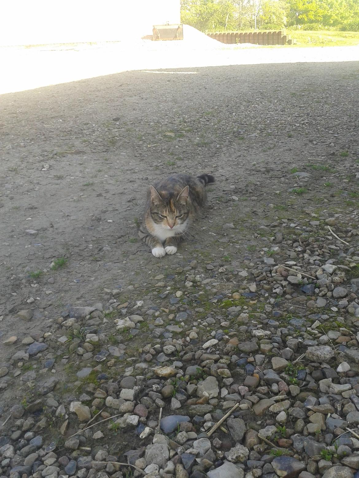 Huskat pus (mit et og alt) <3 - Slapper af i skyggen  billede 13