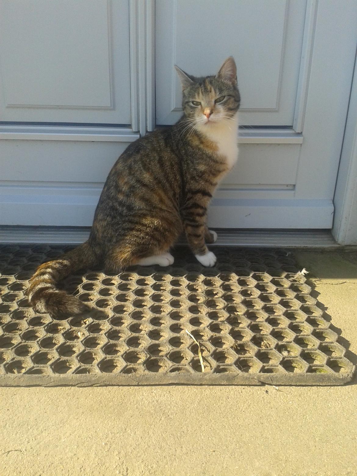 Huskat pus (mit et og alt) <3 billede 14