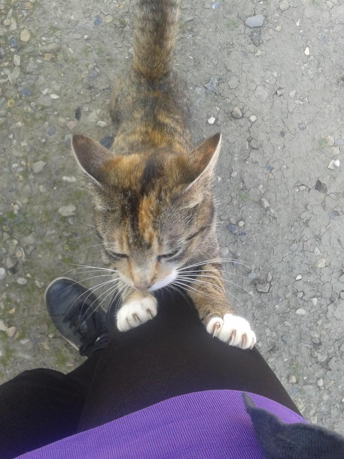 Huskat pus (mit et og alt) <3 - Elsker den kat  billede 26