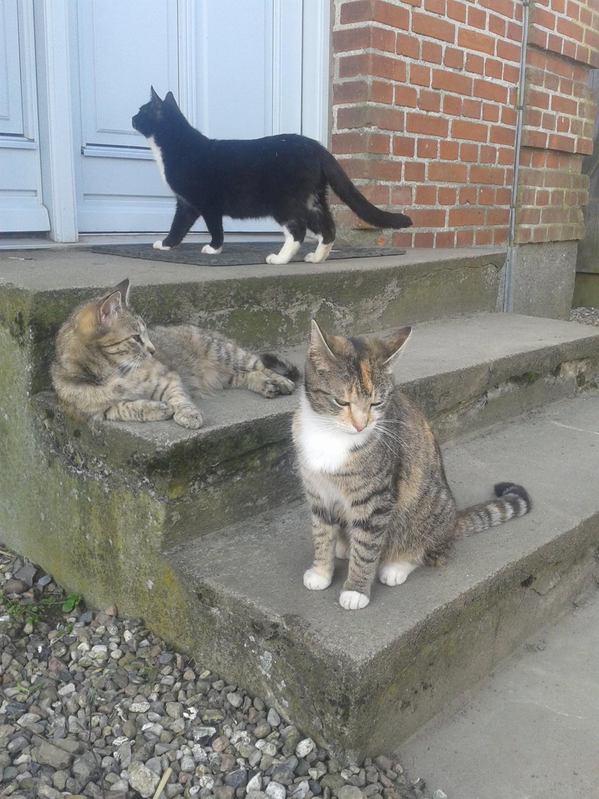 Huskat pus (mit et og alt) <3 - sammen med mor og søster  billede 15