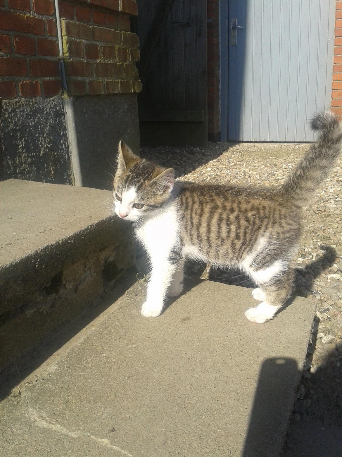 Huskat bølle - Elsker den kat  billede 17