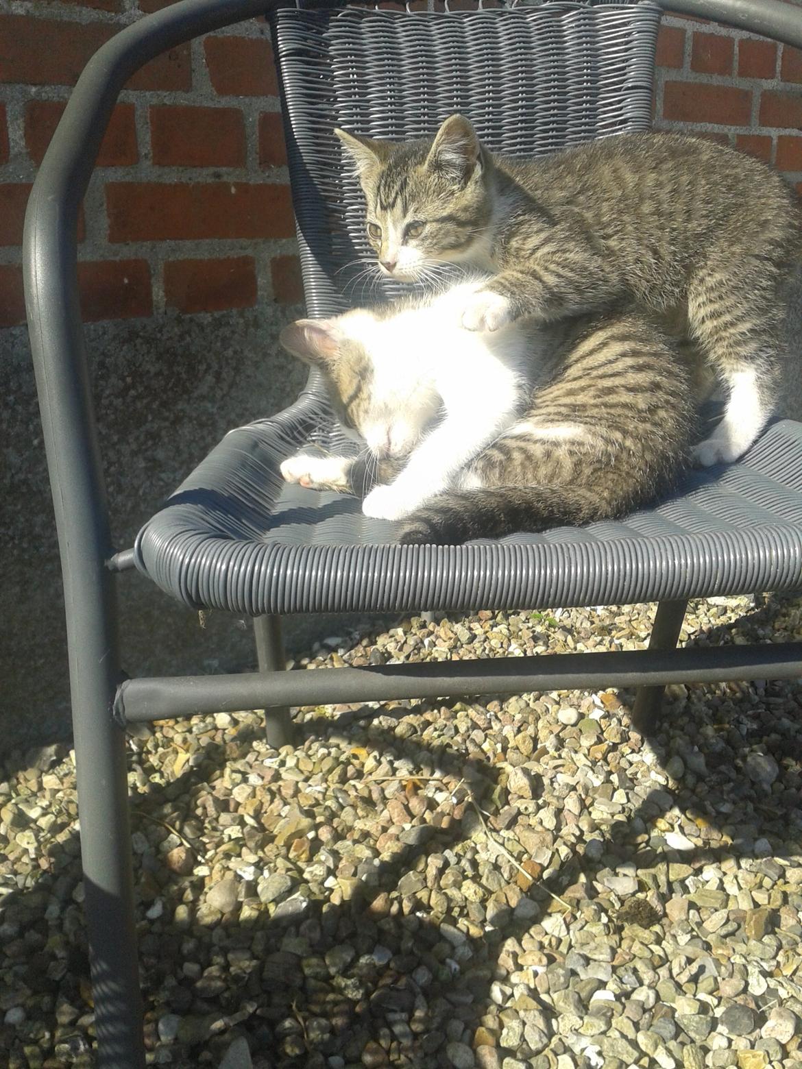 Huskat bølle billede 5