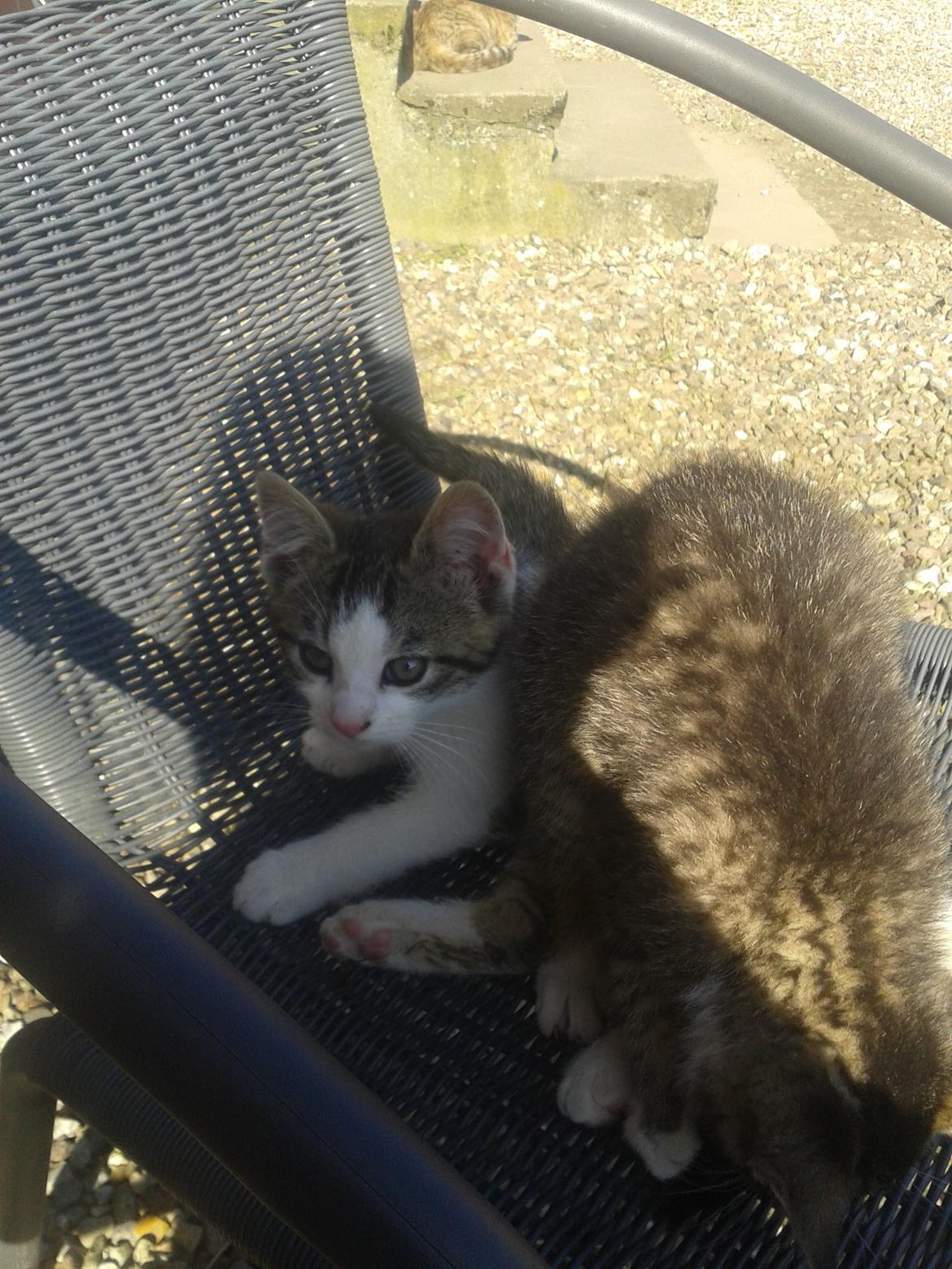 Huskat bølle billede 6