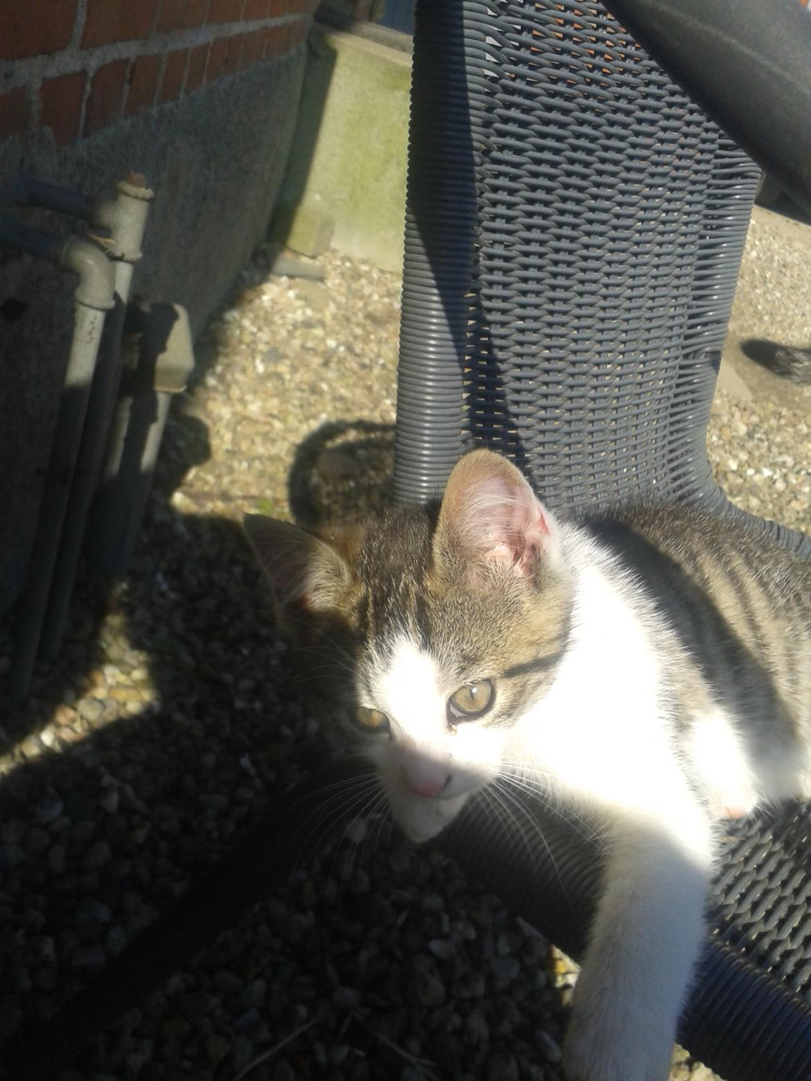 Huskat bølle billede 2