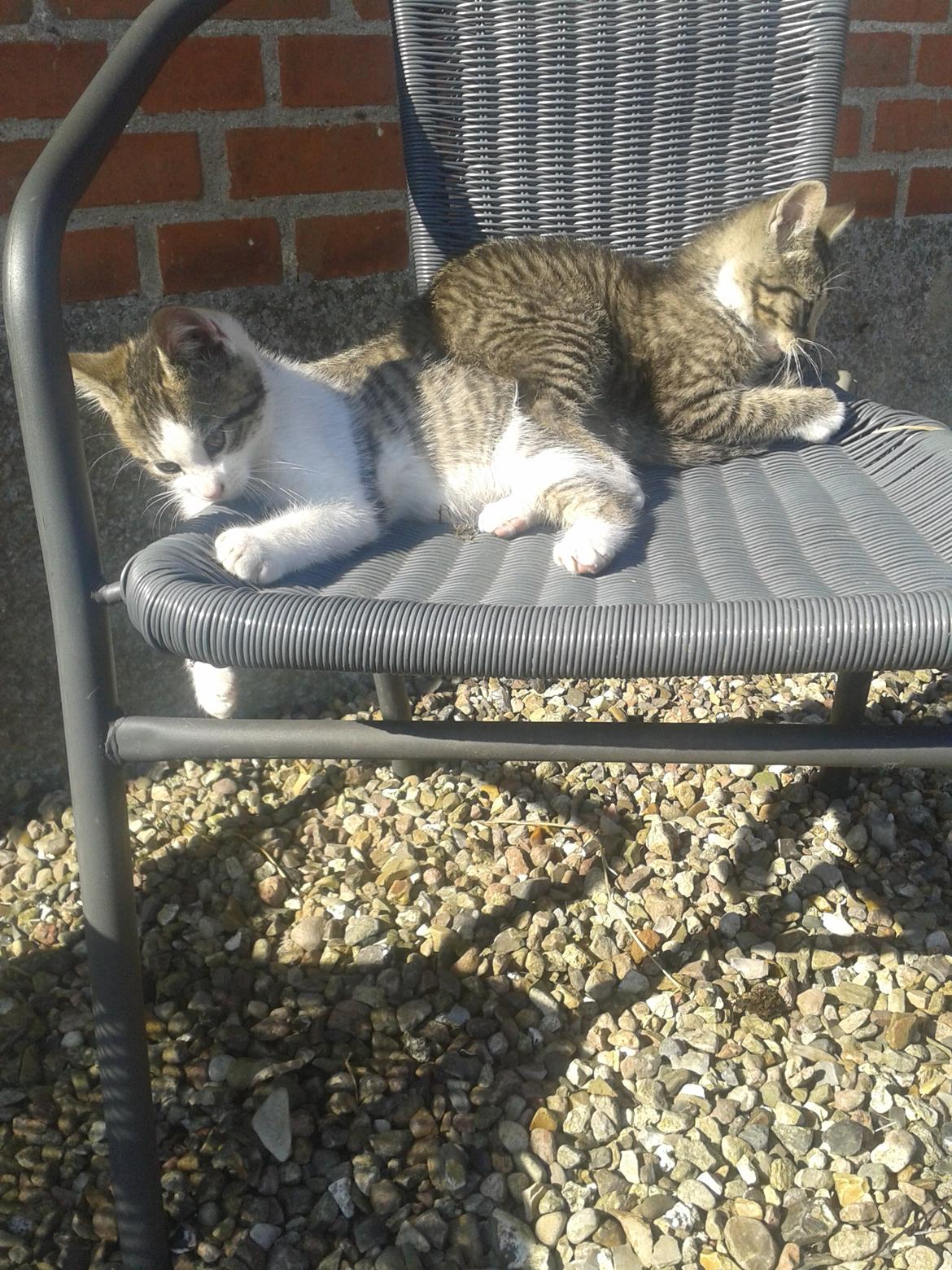 Huskat bølle billede 8