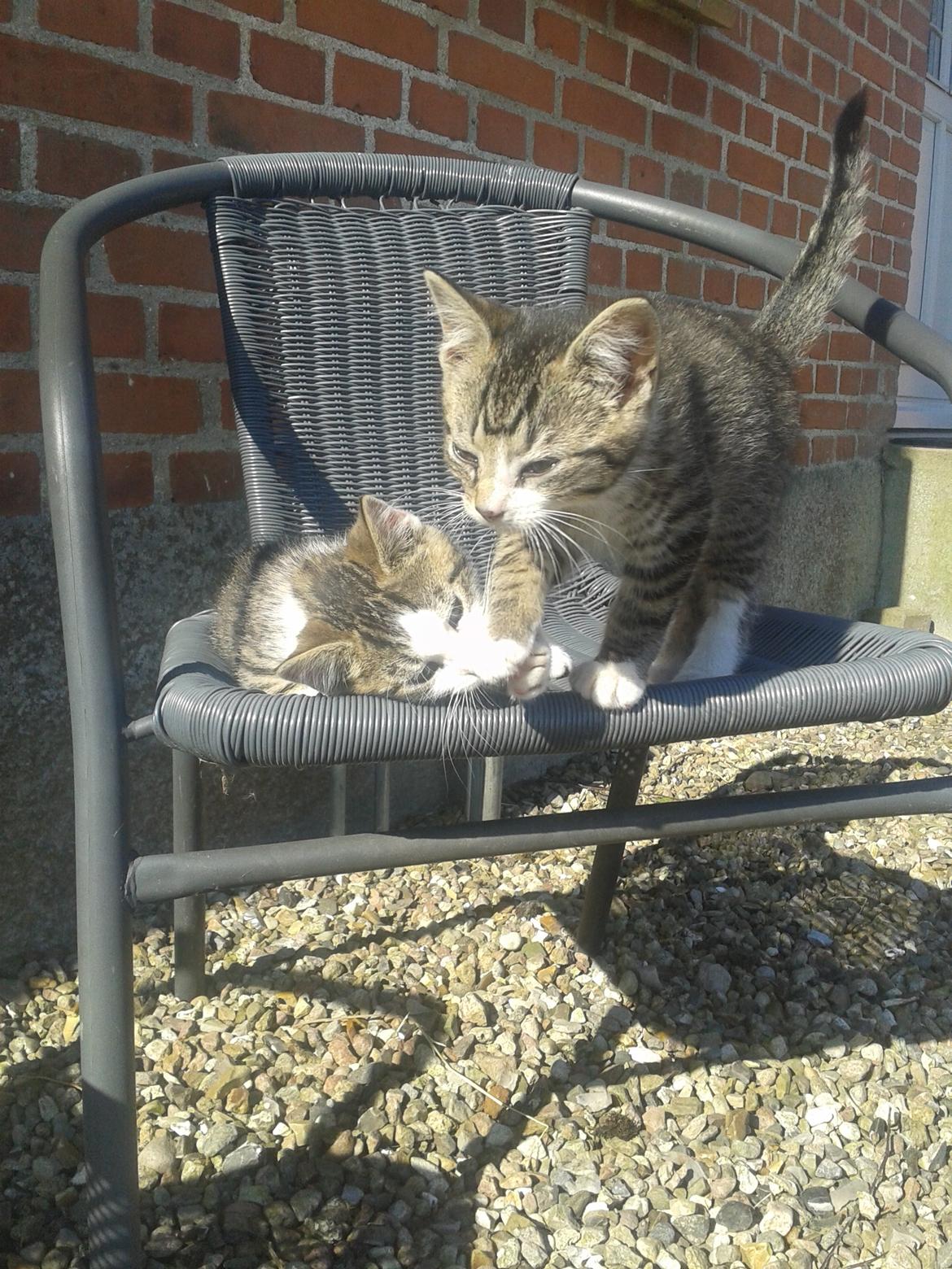 Huskat bølle billede 7