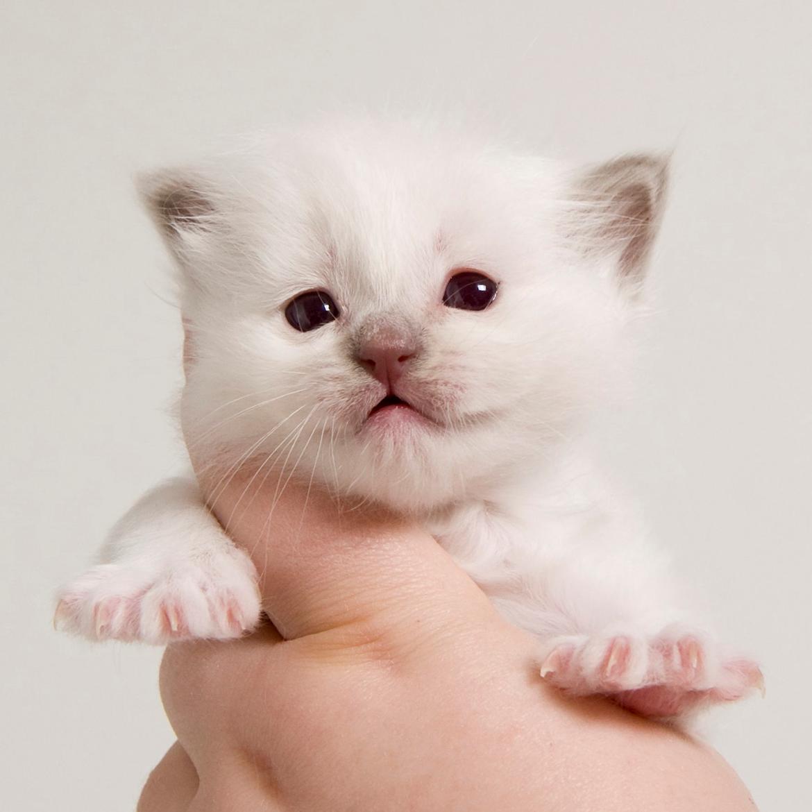 Hellig Birma Shonto's A Cloud of Mystery billede 2